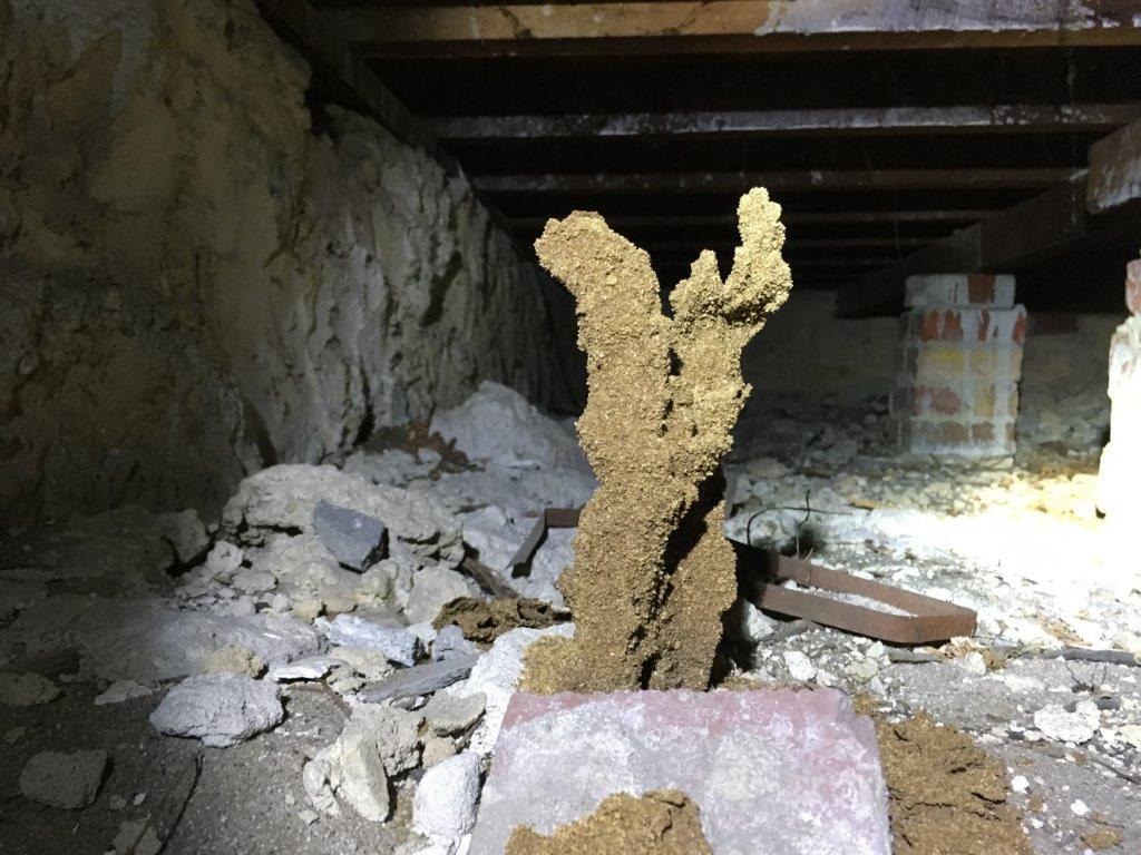 Termite Mudding Under Floor