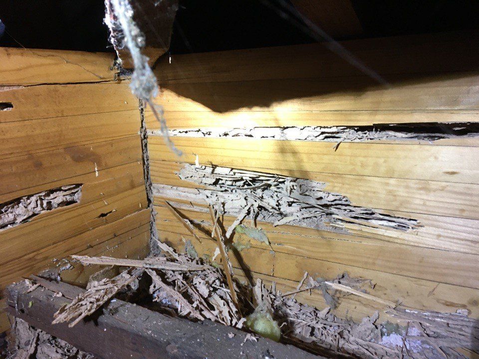 Termite Damage in Roof Void