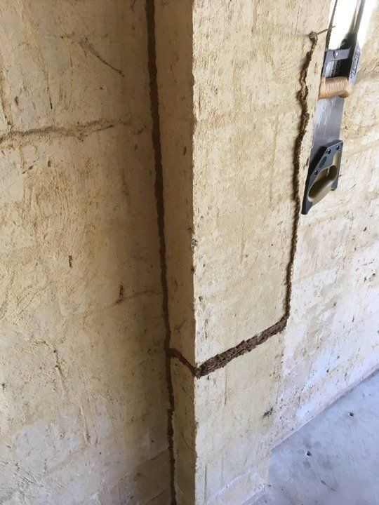 Termite Mudding Along Wall