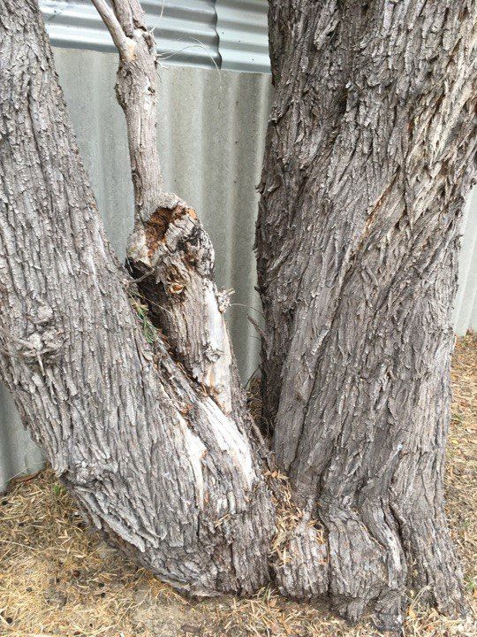 Termite Nest In Tree