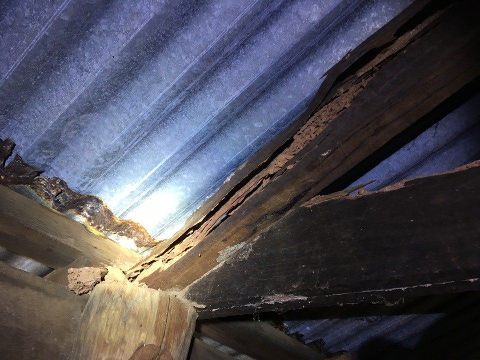 Termite Damage to wooden beams