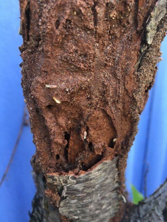 All About Termite Damage | Stewarts Pest Control