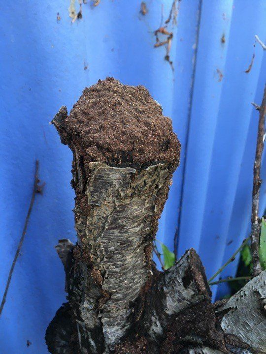 Termite Nest In Stump