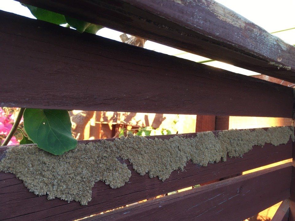 Termite Mudding Along Fence