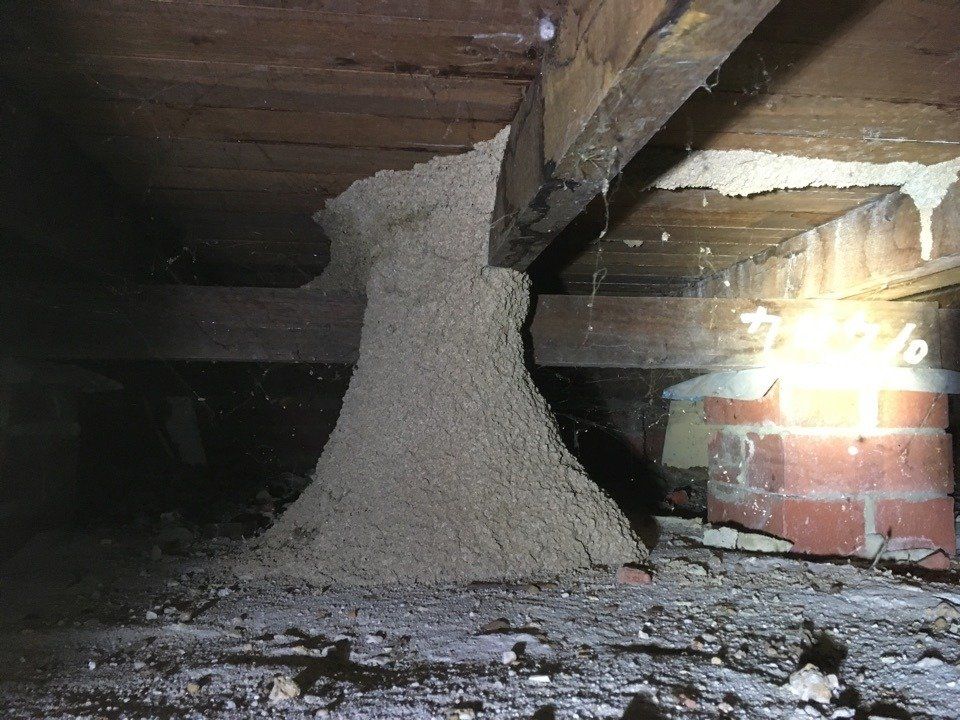Termite Nest Under Subfloor