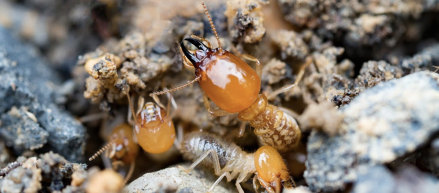Stewarts Termite