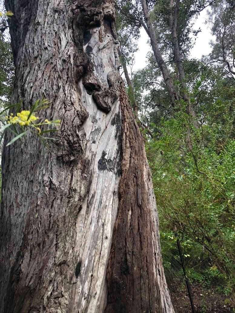 Termite Nest In Tree