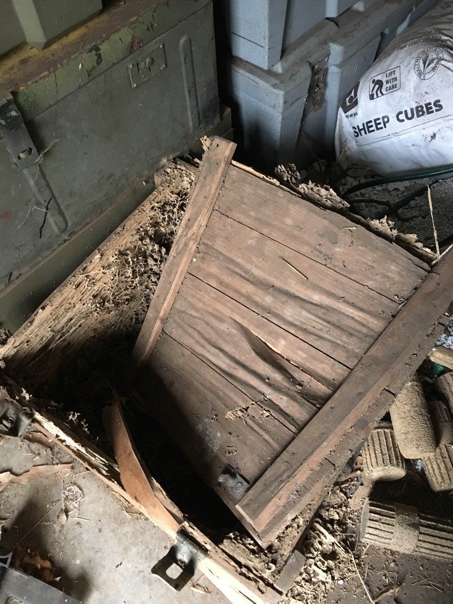 Termite Damage To Wooden Box