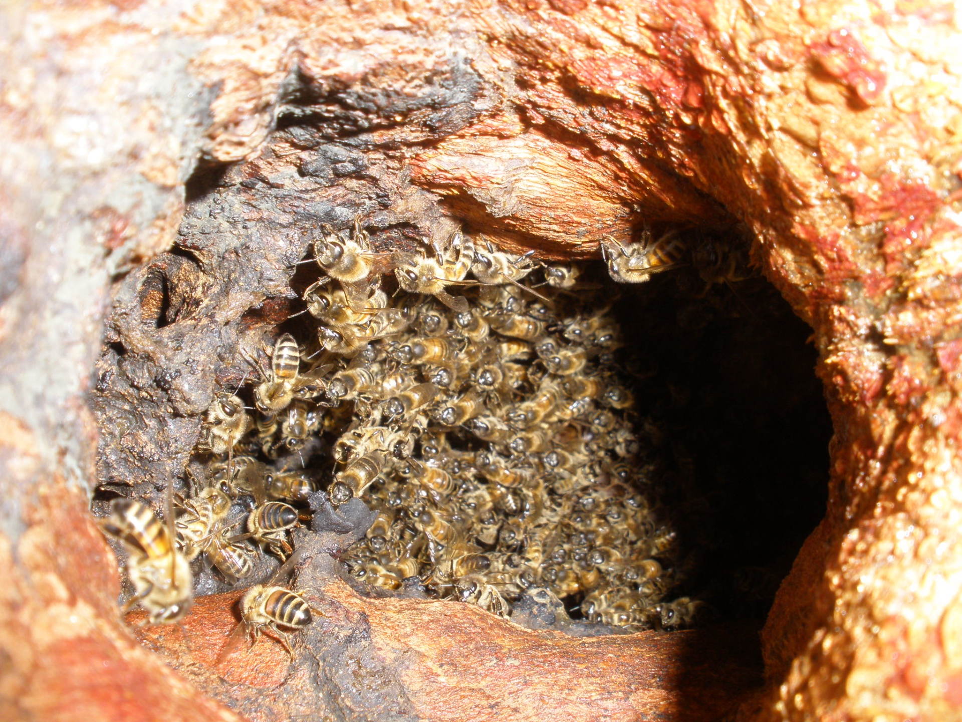 Bees in Tree Hollow