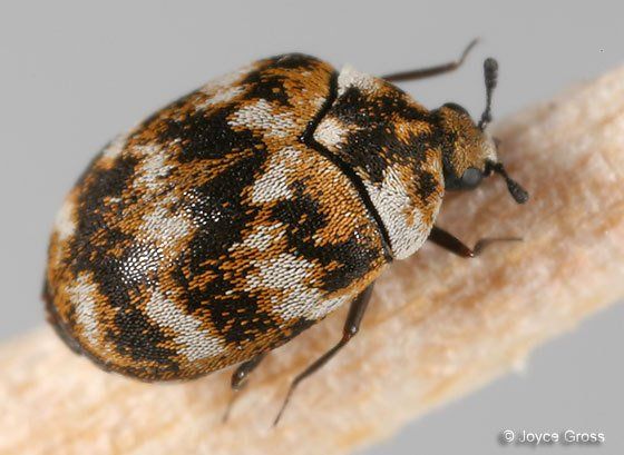 Adult Carpet Beetle