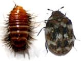 Carpet Beetle and Larva