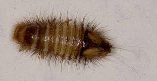 Carpet Beetle Larva