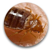 Bed Bugs