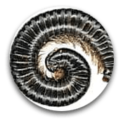 Portuguese Millipedes