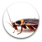 Cockroaches