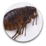 Fleas