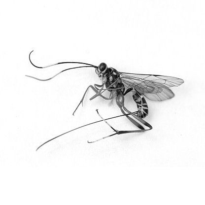 evaniid wasp