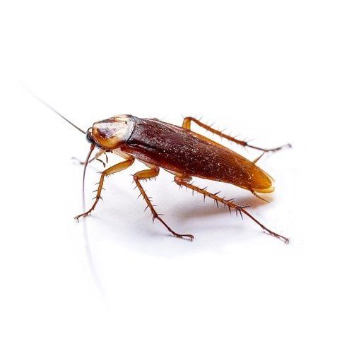 Cockroaches