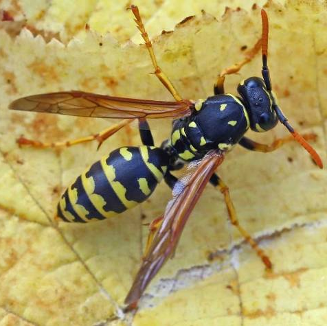 common papernest wasp