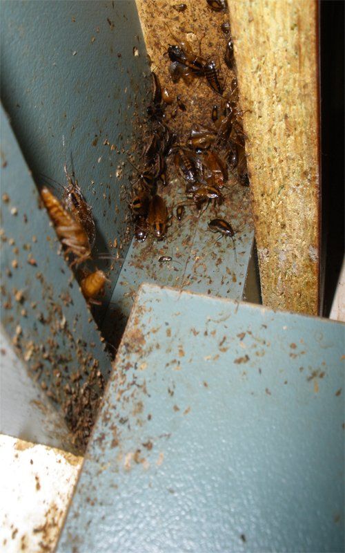 cockroaches under kitchen bench