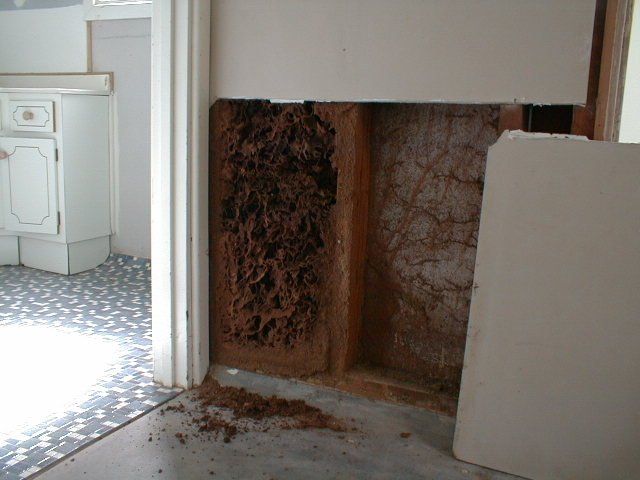 Termite Damage Hidden Behind Plasterboard