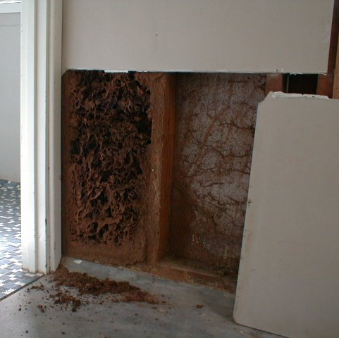 Termite damage found in stud wall