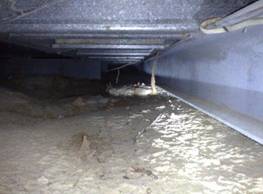 termite damage under building