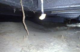 termite damage under building