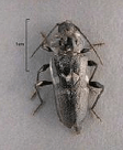 Adult European House Borer Beetle