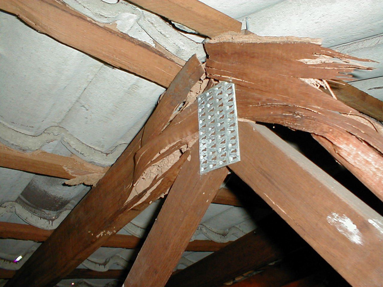 Termite Damage to Roof Rafters