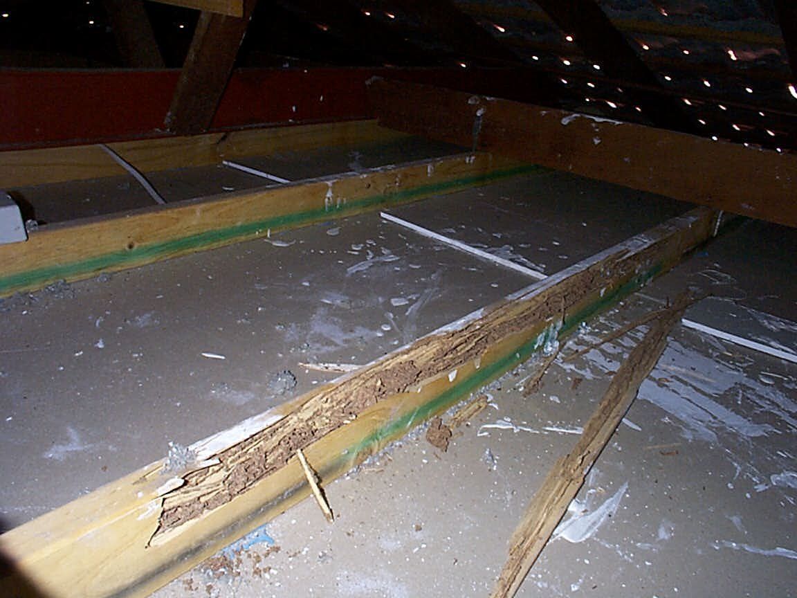 Termite damage to ceiling joist
