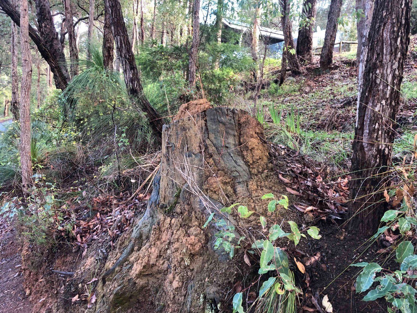 Termite Nest In Old Stump