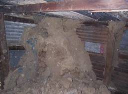 termite damage in shed