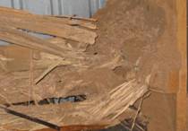 termite damage