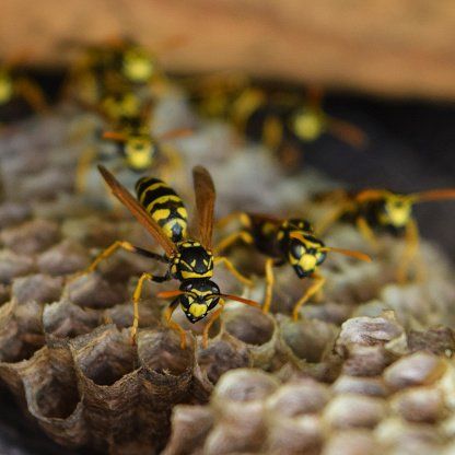 yellow papernest wasp