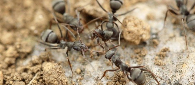 Stewarts Pest Control Ants
