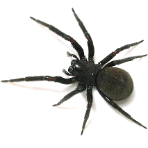 Black House Spiders