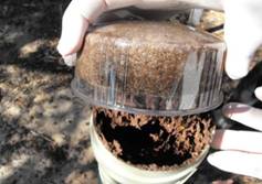 removal of termite trap