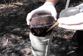 termite trap treatment
