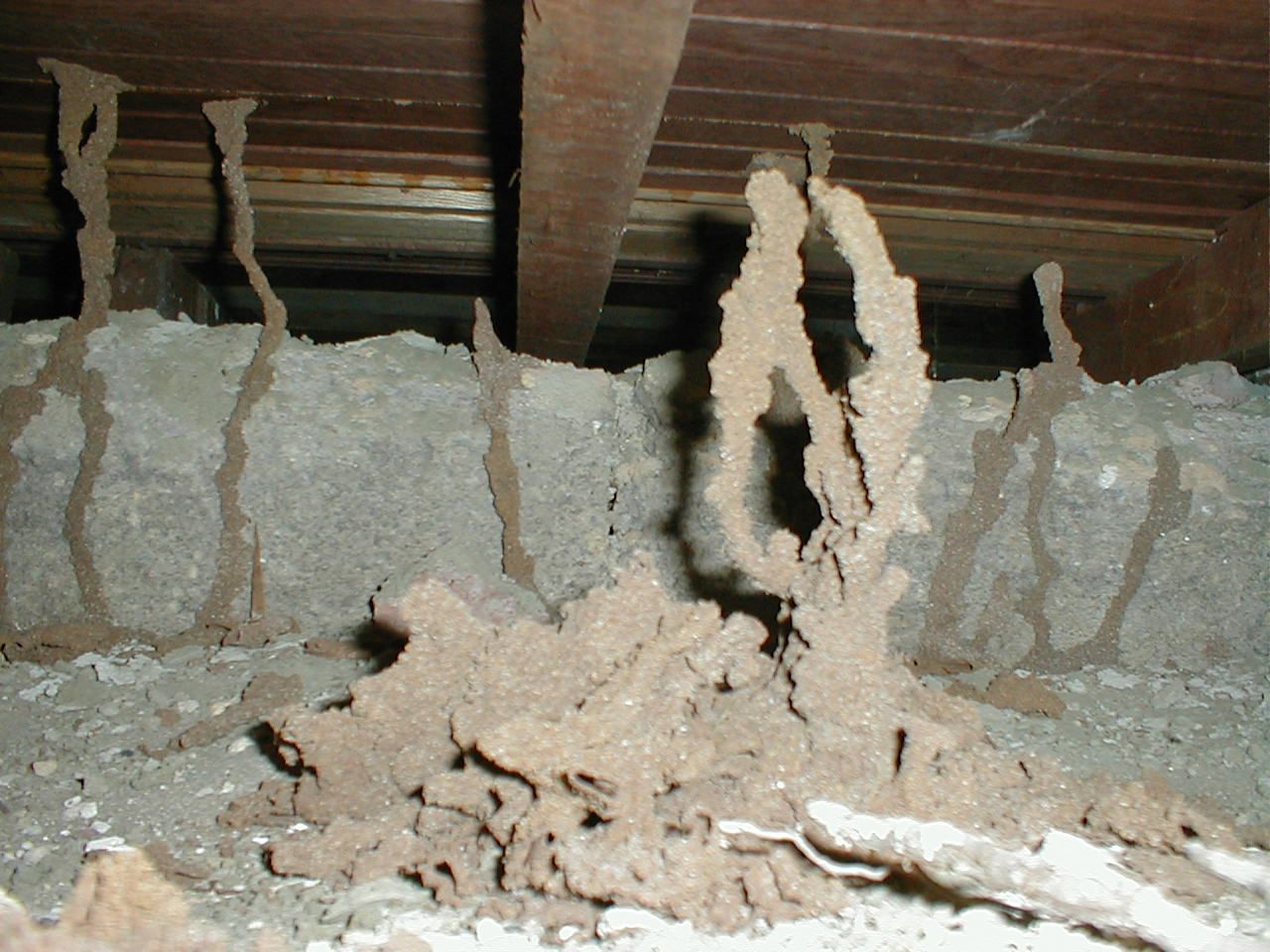 Termite Stalactites & Stalagmites.