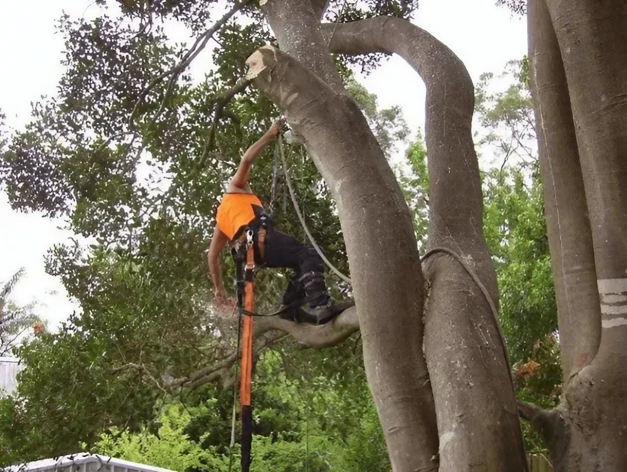 Tree Services Central Coast | Central Coast Complete Demolition