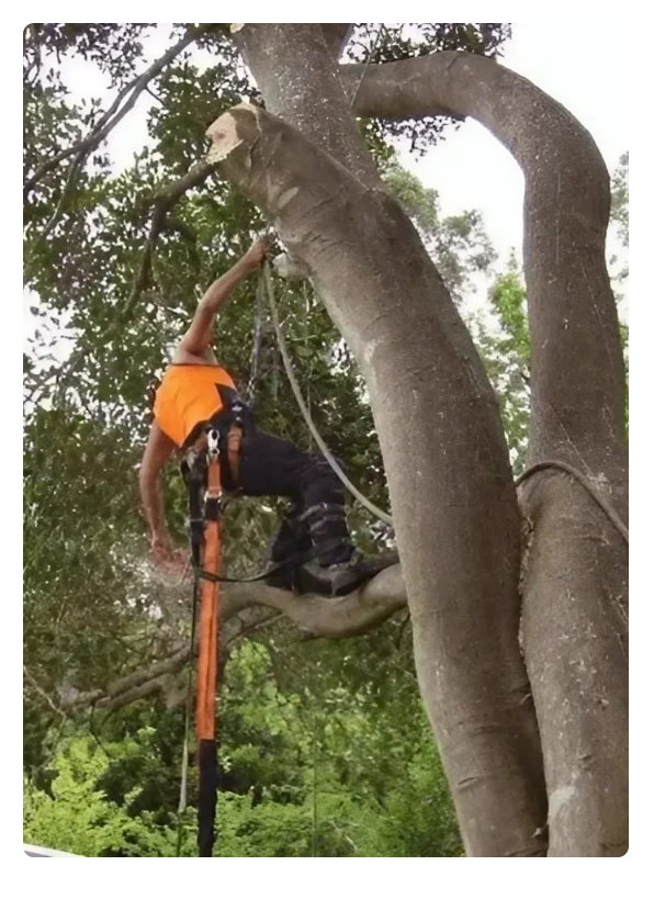 A Person Is Cutting a Tree Branch with A Saw — Central Coast Complete Demolition & Tree Service in Buff Point, NSW