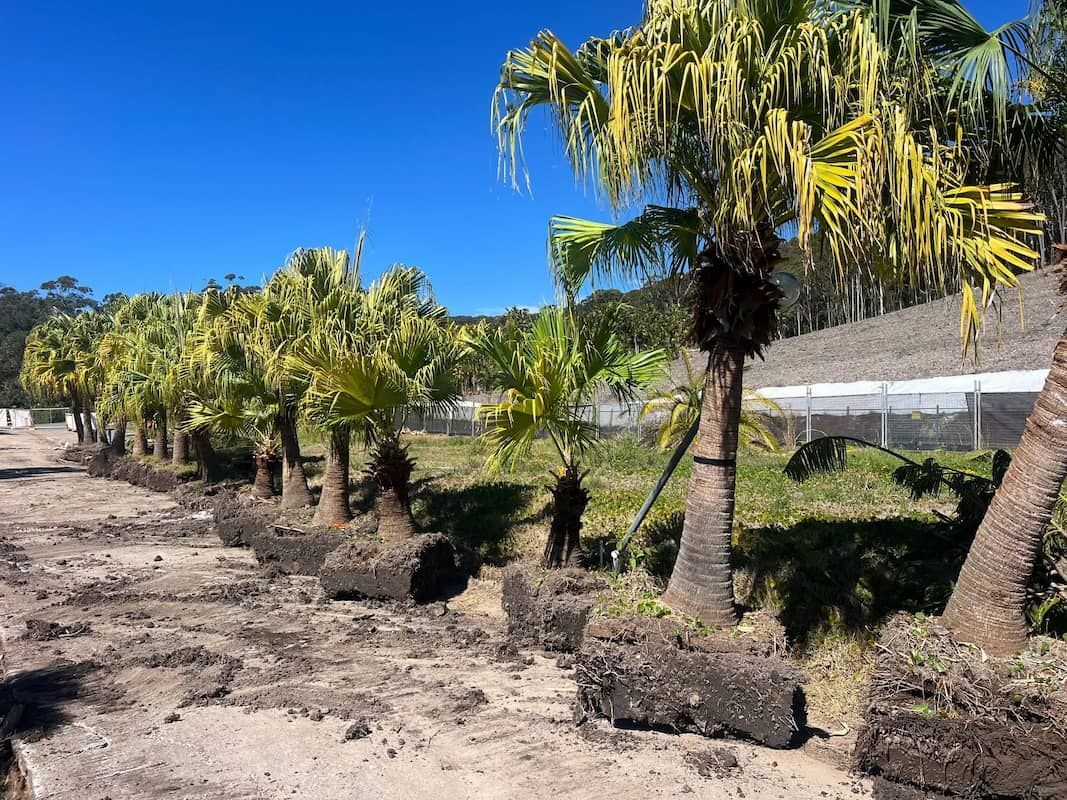 A Row of Palm Trees Sitting on Top of A Dirt Field — Central Coast Complete Demolition & Tree Service in Woy Woy, NSW