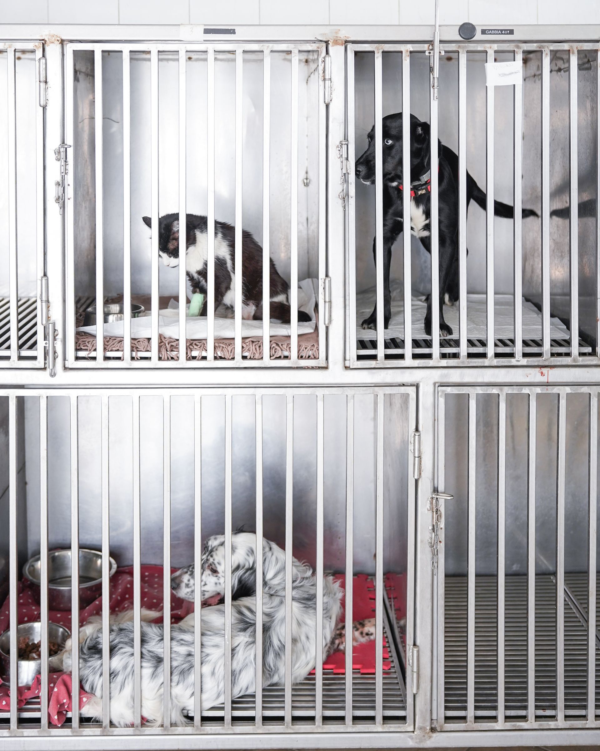 Tre animali (un gatto e due cani) in gabbie metalliche in un rifugio.