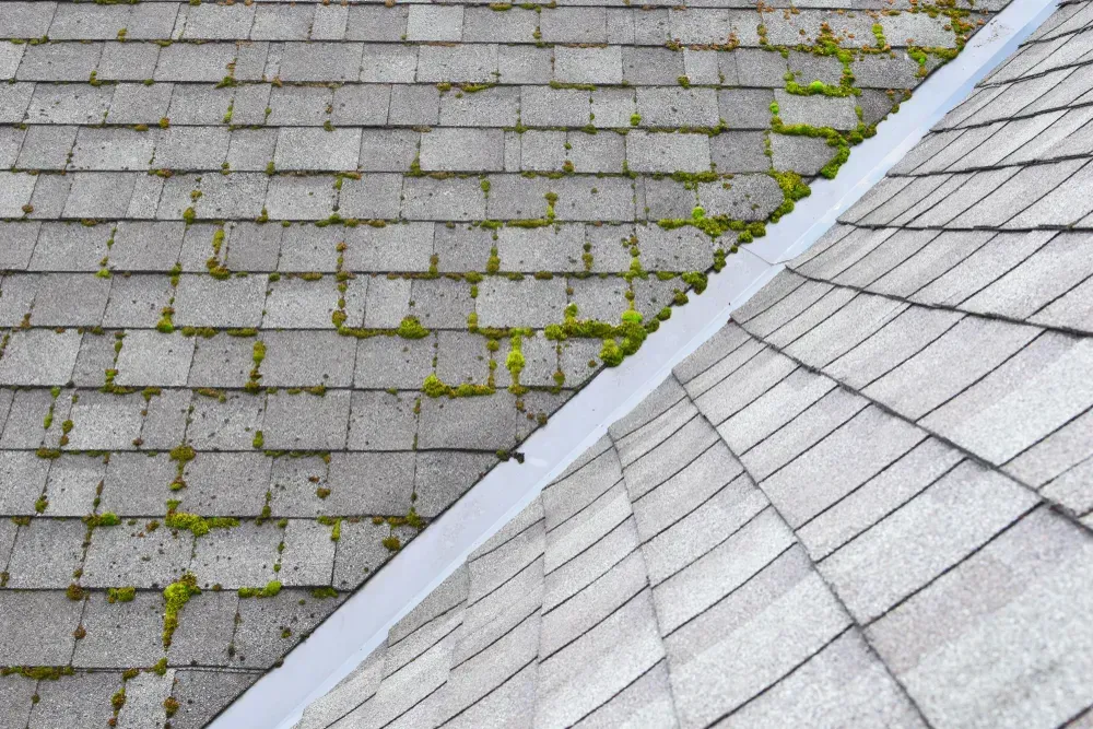Different two parts of grey bitumen asphalt shingles roof one part overgrown with green moss other c