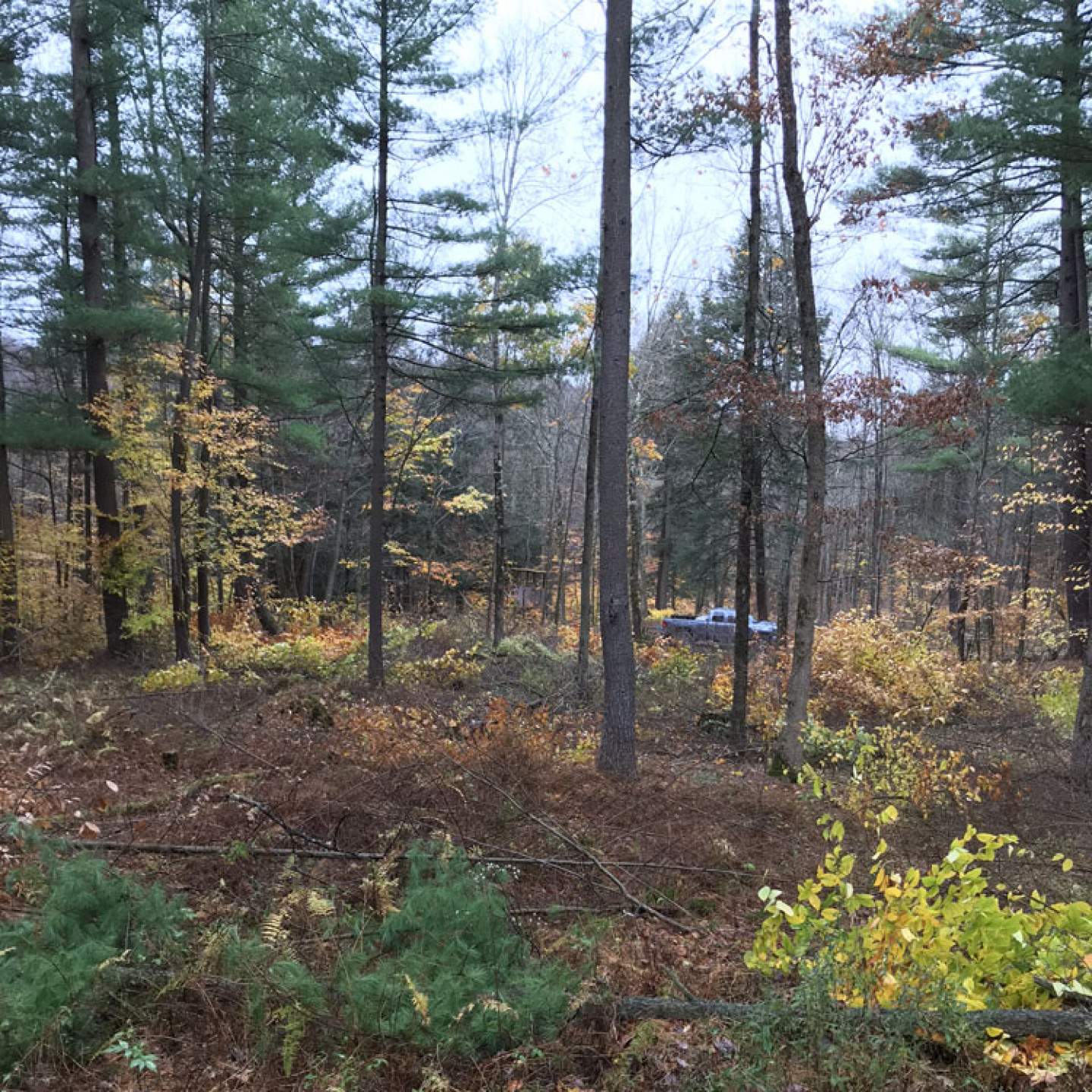 Forestry Services Qualifications in Windsor, NY