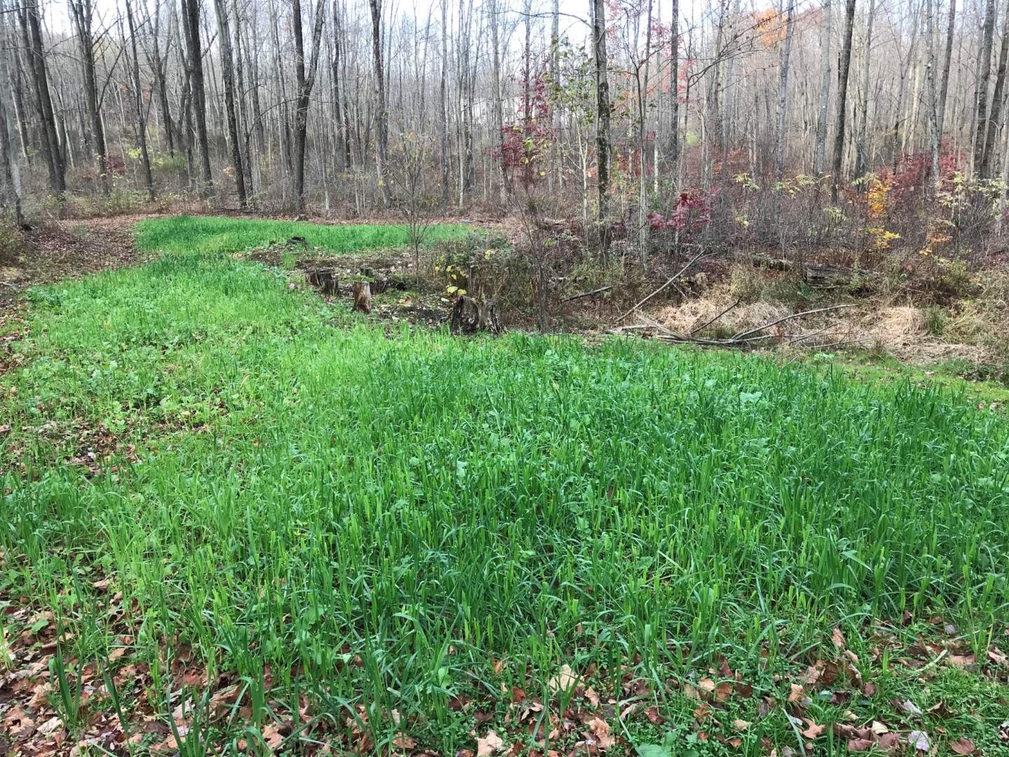 Food Plot Design & Construction Services in Windsor, NY