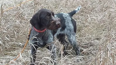 Dog with wiry fur, brown and white, standing in tall, dry grass, looking alertly.