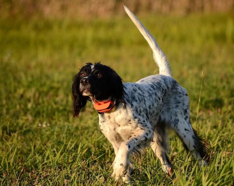 Dog, speckled black and white coat, running in a grassy field, holding an orange ball in its mouth, tail up.