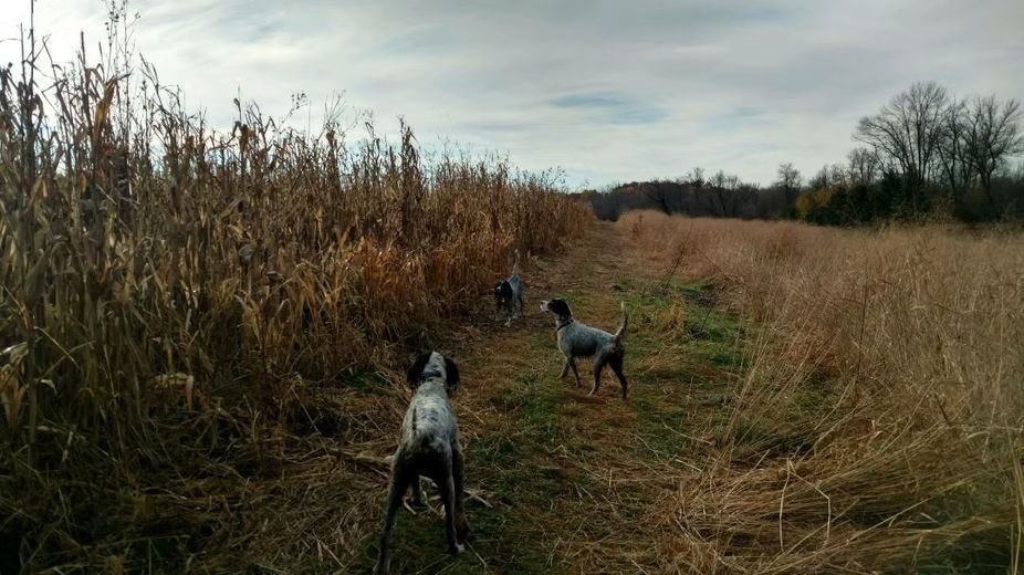 Three spotted dogs in a field with tall grass, heading towards tall brown plants. Overcast sky.